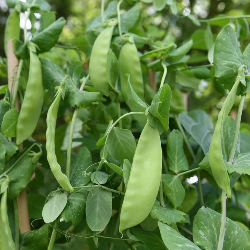 GRÅSOCKERÄRT 'Lokförare Bergfälts Jätteärt'