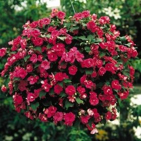ROSENLISA F1 'Victorian Rose' i gruppen Ettåriga blomsterväxter / Ampelväxter hos Impecta Fröhandel (214)