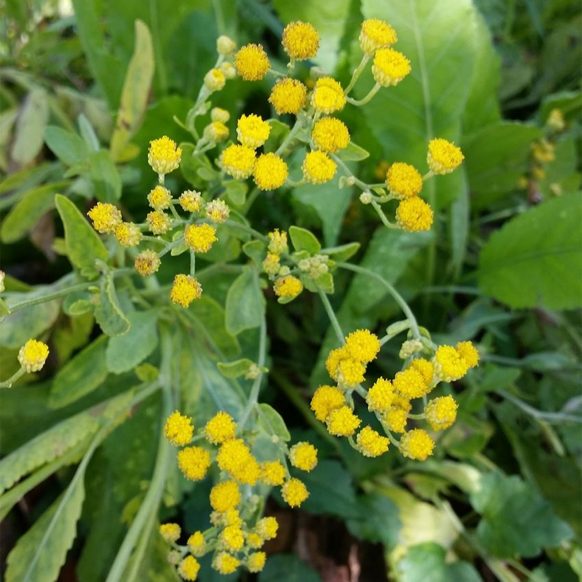 Balsamblad i gruppen Grönsaksväxter / Bladgrönsaker / Övriga bladgrönsaker hos Impecta Fröhandel (3147)