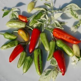 CHILIPEPPAR 'Fish Pepper' i gruppen Grönsaksväxter / Fruktgrönsaker / Chilipeppar hos Impecta Fröhandel (3408)
