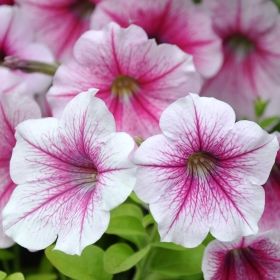 Hängpetunia i gruppen Ettåriga blomsterväxter hos Impecta Fröhandel (394)