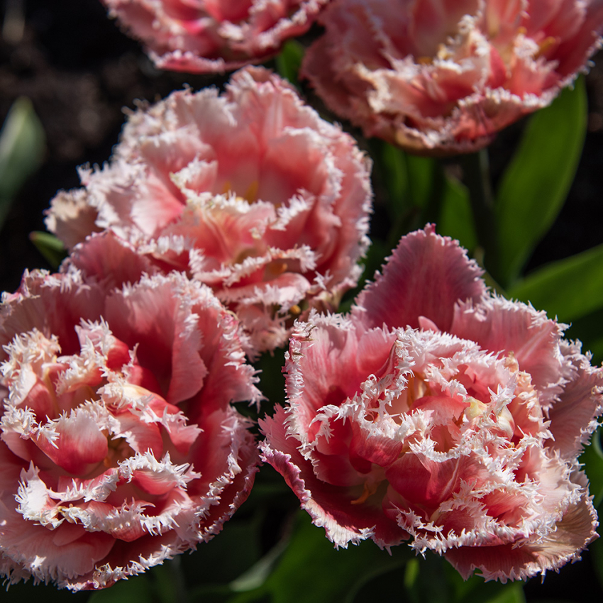 Tulpan ''Queensland'', romantisk, fylld med fransiga blommor i rosa och vitt.