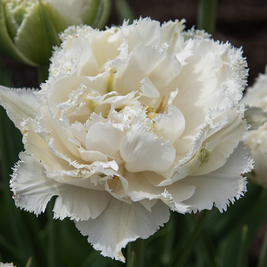 Tulpan ´Snow Crystal´, vit fylld tulpan med fransiga blommor.
