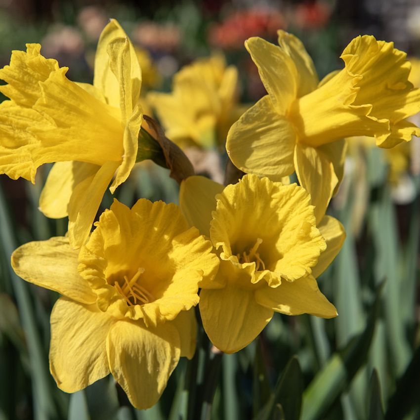 Narciss ´Yellow Mix´,Härliga, stora, gula narcisser med tidig blomning.