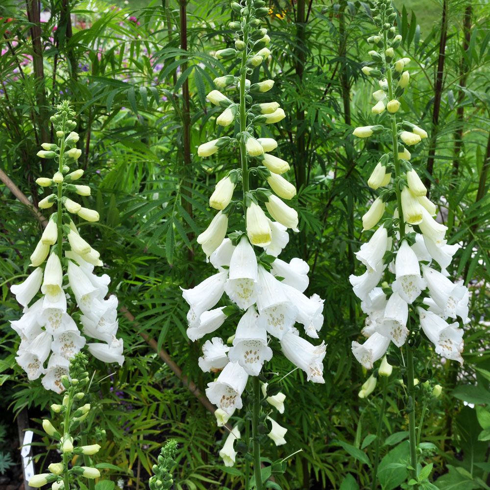 FINGERBORGSBLOMMA F1 'Camelot White' i gruppen Nyheter 2012 / Perenner hos Impecta Fröhandel (6793)