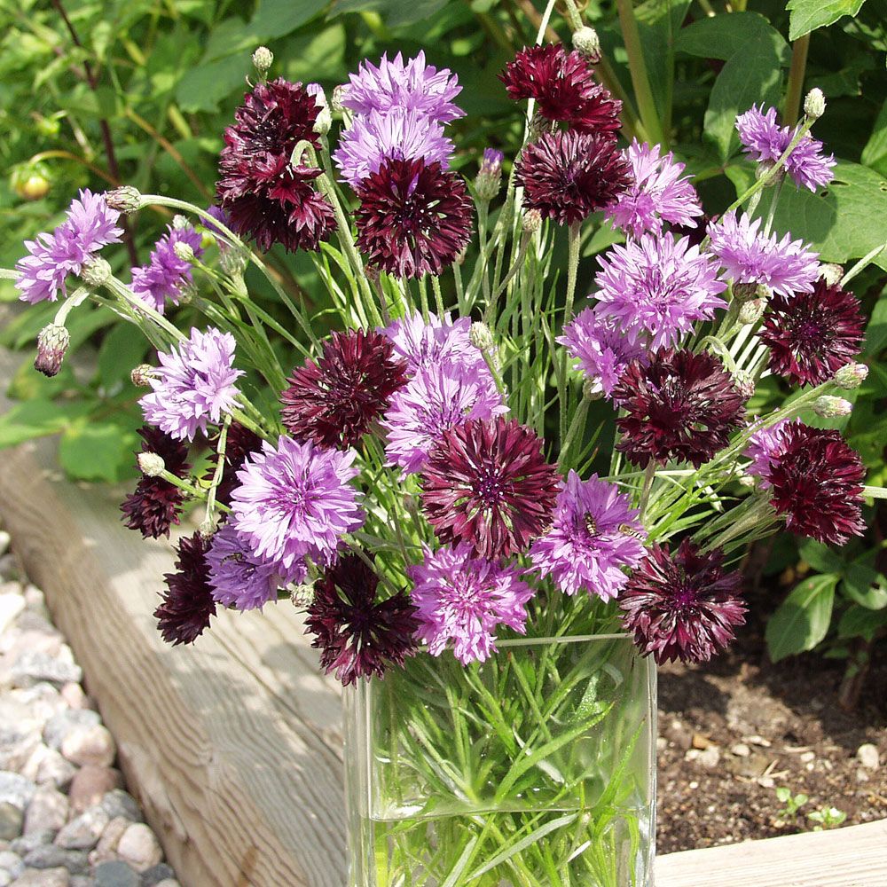 BLÅKLINT 'Black and Mauve' i gruppen Höstsådd / Ettåriga blomsterväxter hos Impecta Fröhandel (8221)