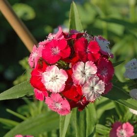 Ettårig Borstnejlika i gruppen Ettåriga blomsterväxter hos Impecta Fröhandel (8335)