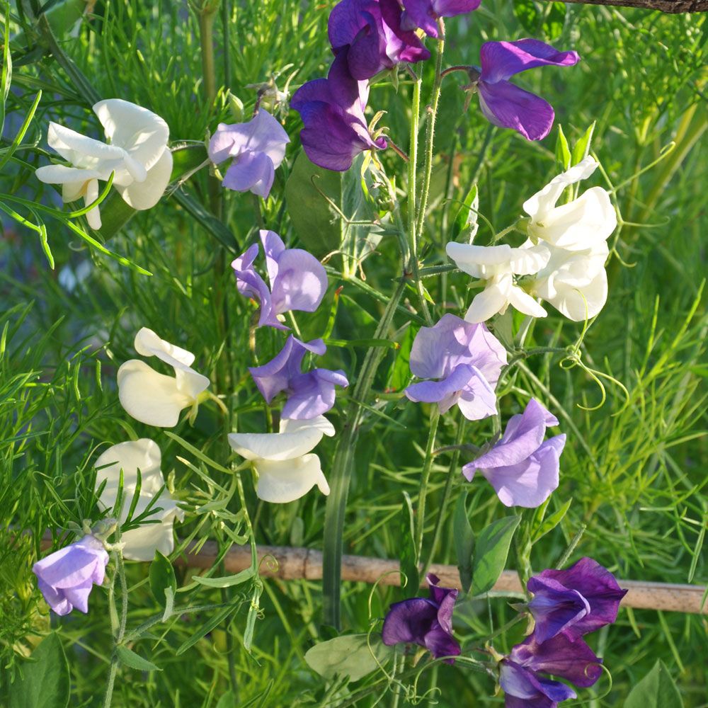 LUKTÄRT 'Ocean Foam' i gruppen Ettåriga blomsterväxter hos Impecta Fröhandel (8469)