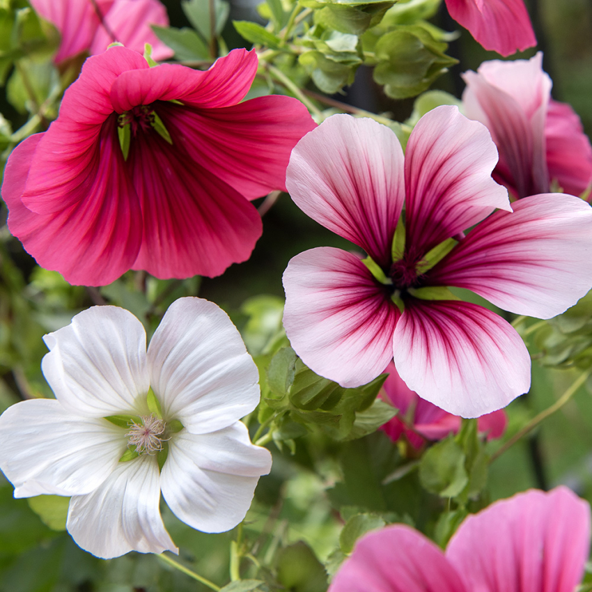 Sommarmalva i gruppen Ettåriga blomsterväxter hos Impecta Fröhandel (8490)