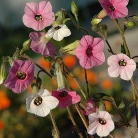 FÄRGVÄXLARTOBAK 'Triangle' i gruppen Ettåriga blomsterväxter / Blomstertobak hos Impecta Fröhandel (8612)