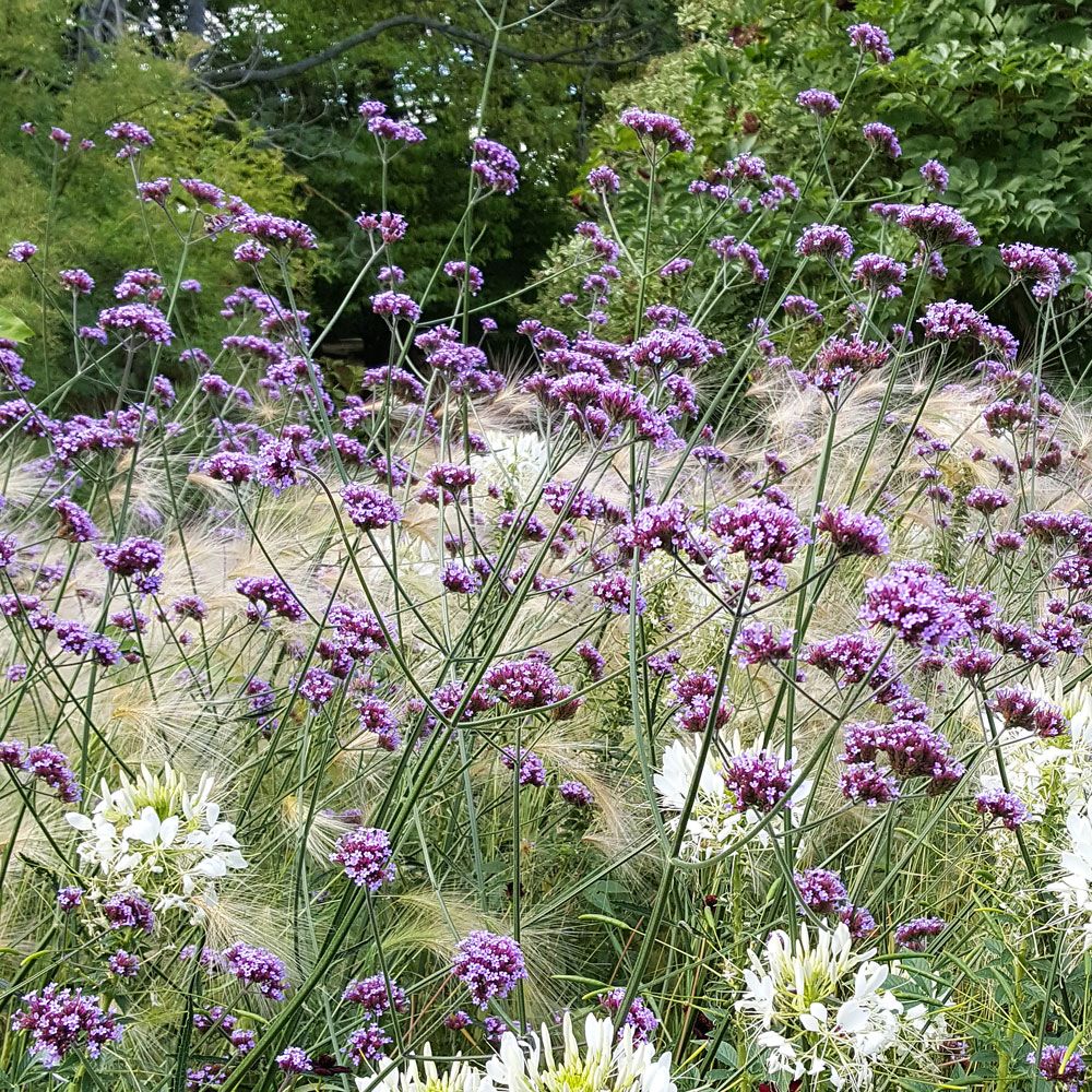 JÄTTEVERBENA i gruppen Ettåriga blomsterväxter hos Impecta Fröhandel (8817)