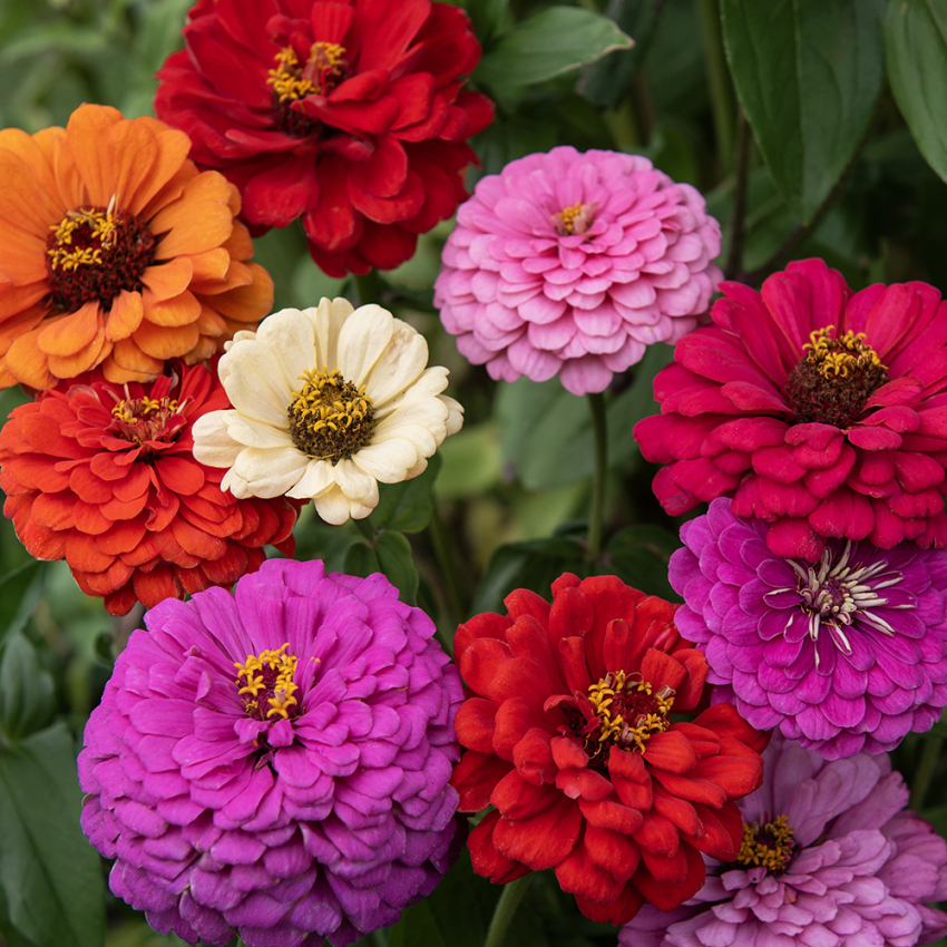 ZINNIA i gruppen Ettåriga blomsterväxter hos Impecta Fröhandel (8830)