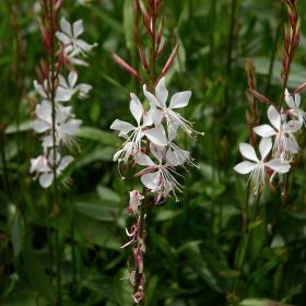 SOMMARLJUS 'The Bride' i gruppen Ettåriga blomsterväxter hos Impecta Fröhandel (8904)