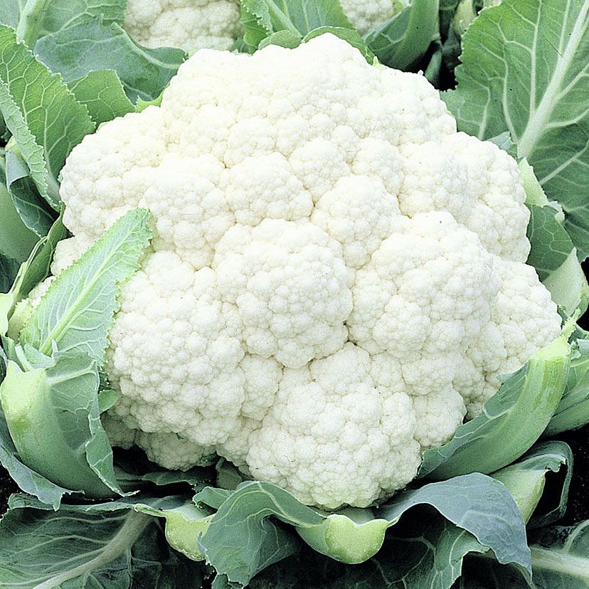 BLOMKÅL 'Snowball' i gruppen Grönsaksväxter hos Impecta Fröhandel (9165)