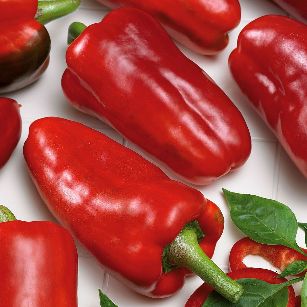 Paprika 'Marconi Rosso' | Grönsaker | Capsicum annuum 'Marconi Rosso'