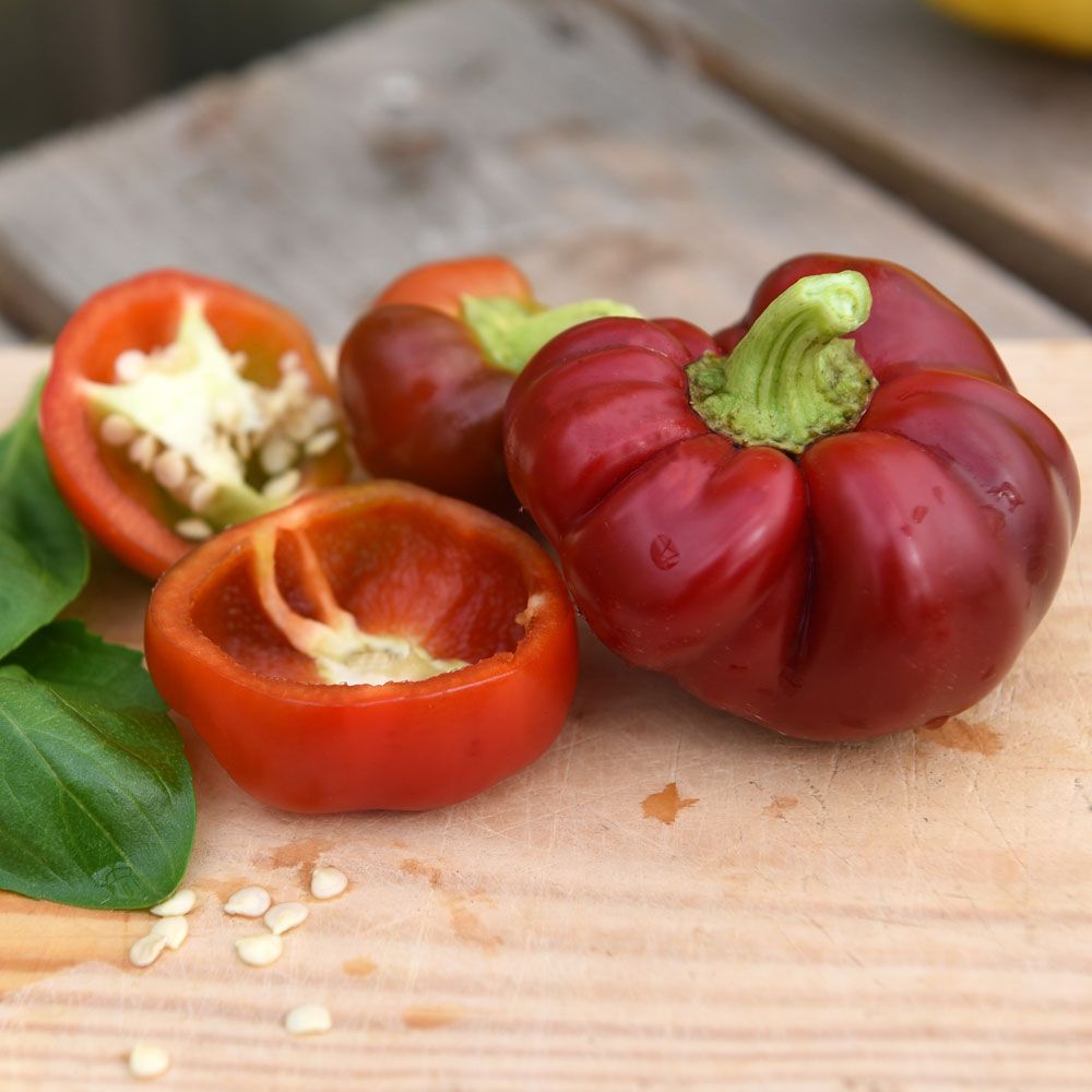 TOMATPAPRIKA 'Alexander' i gruppen Grönsaksväxter / Fruktgrönsaker / Paprika hos Impecta Fröhandel (9420)