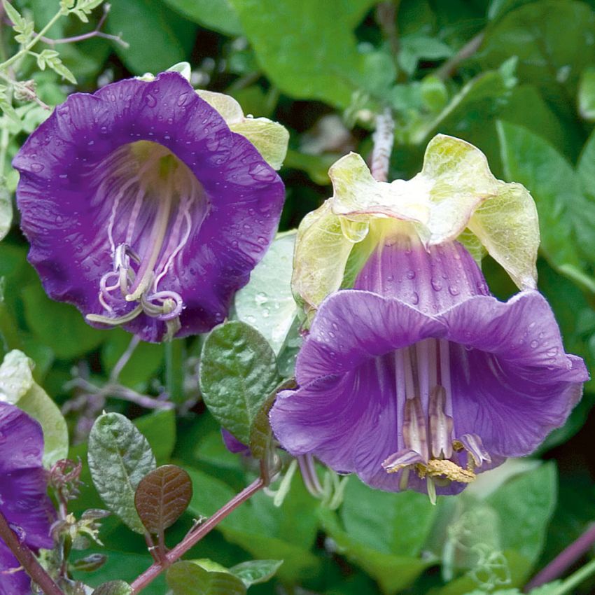 KLOCKRANKA i gruppen Ettåriga blomsterväxter hos Impecta Fröhandel (95)