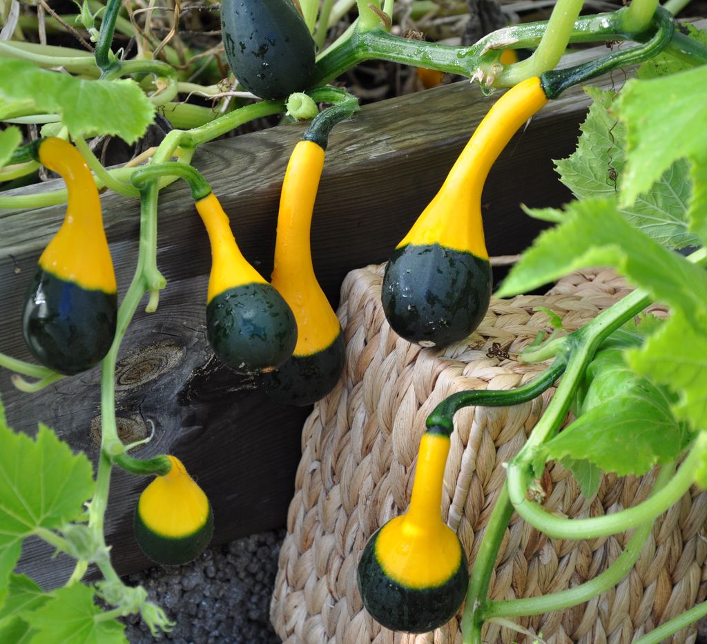 Koshare Yellow Banded Gourds Edible plants, Planting vegetables