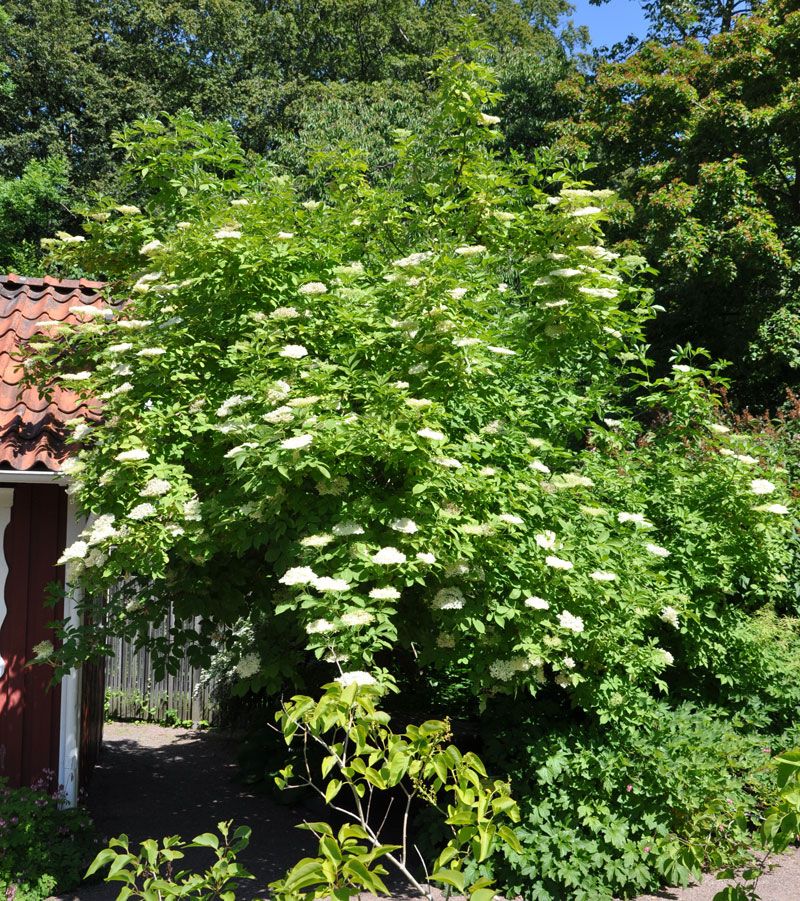 moving garden 