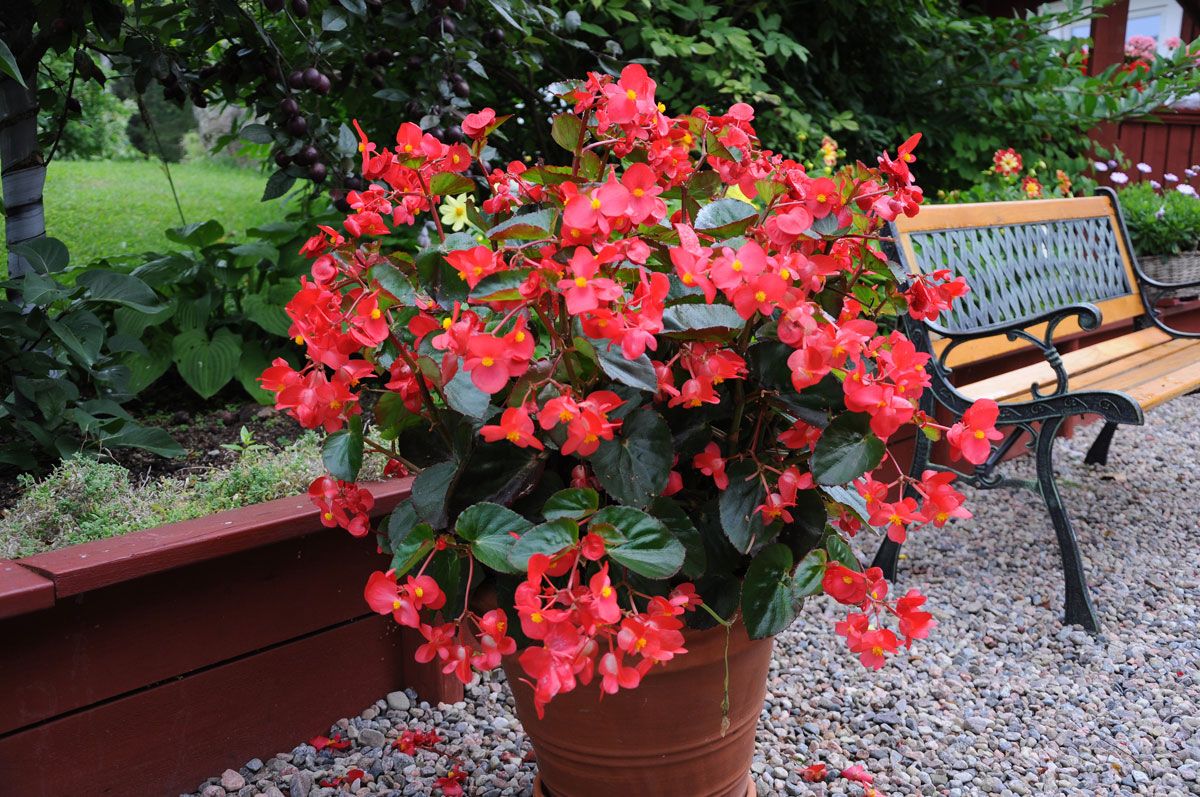 begonia big red with green leaf ett 229 riga blomsterv 228 xter krukv 228 xter begonia x benariensis begonia big red with green leaf ett 229 riga blomsterv 228 xter krukv 228 xter begonia x benariensis