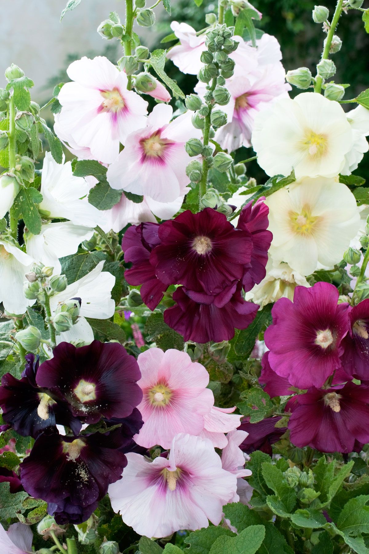Old fashioned hollyhock seeds 2 Old fashioned hollyhock seeds 56