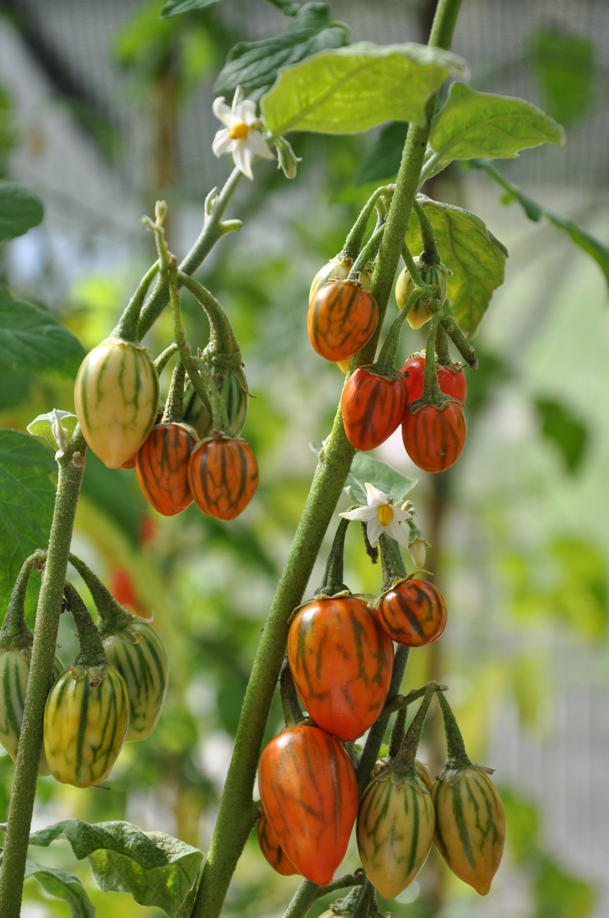 Prydnadsaubergin 'Striped Toga' Solanum melongena