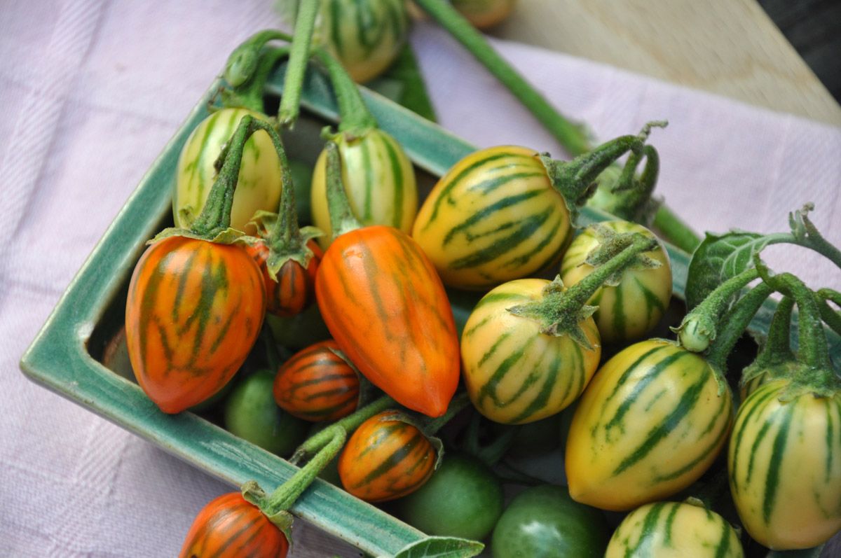 Prydnadsaubergin 'Striped Toga' Solanum melongena