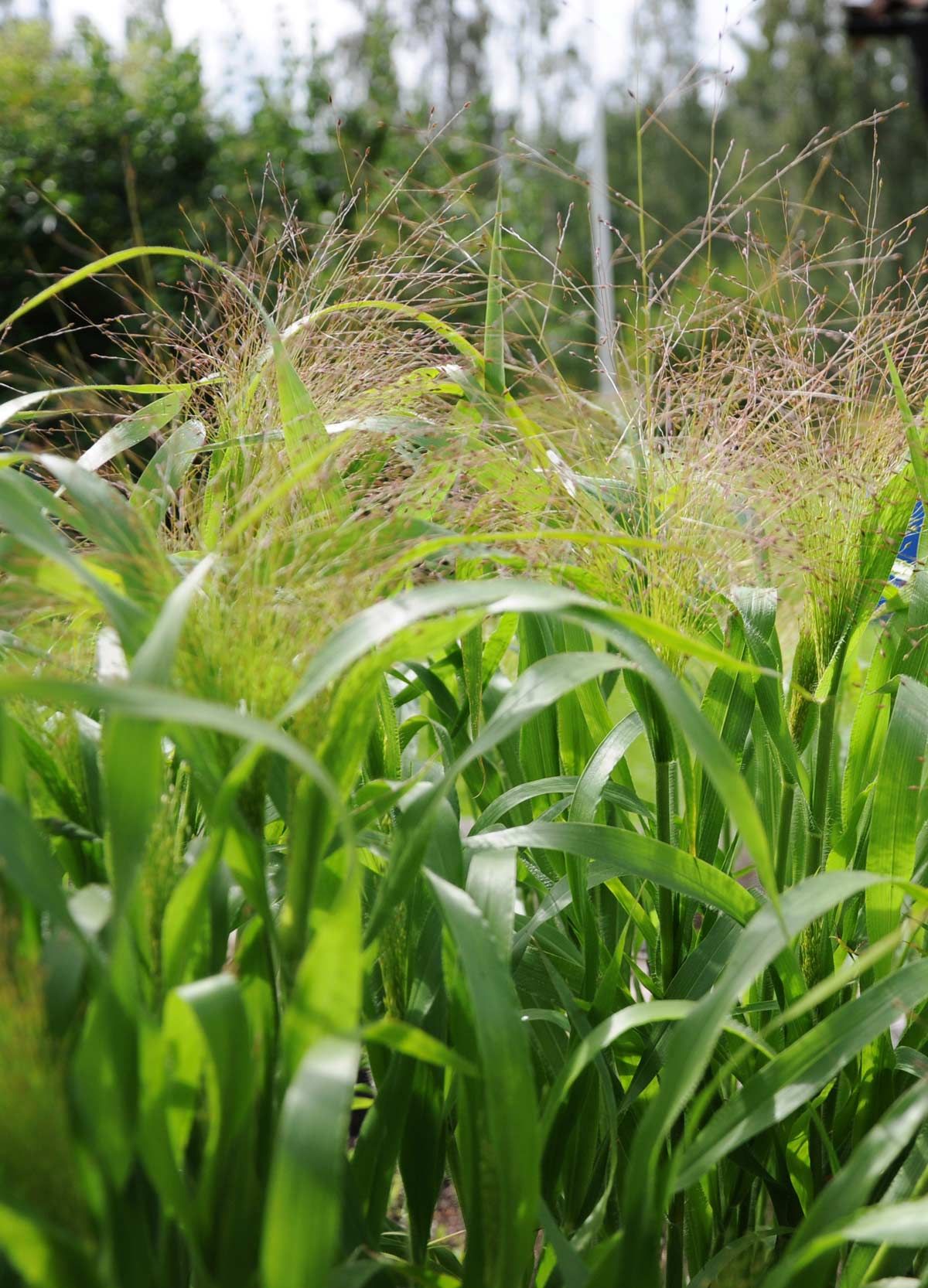 Prydnadshirs Panicum elegans 'Frosted Explosion'