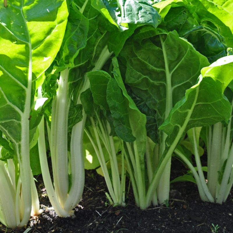 Mangold | Grönsaksväxter | Beta vulgaris &amp;#39;White Silver 2&amp;#39;