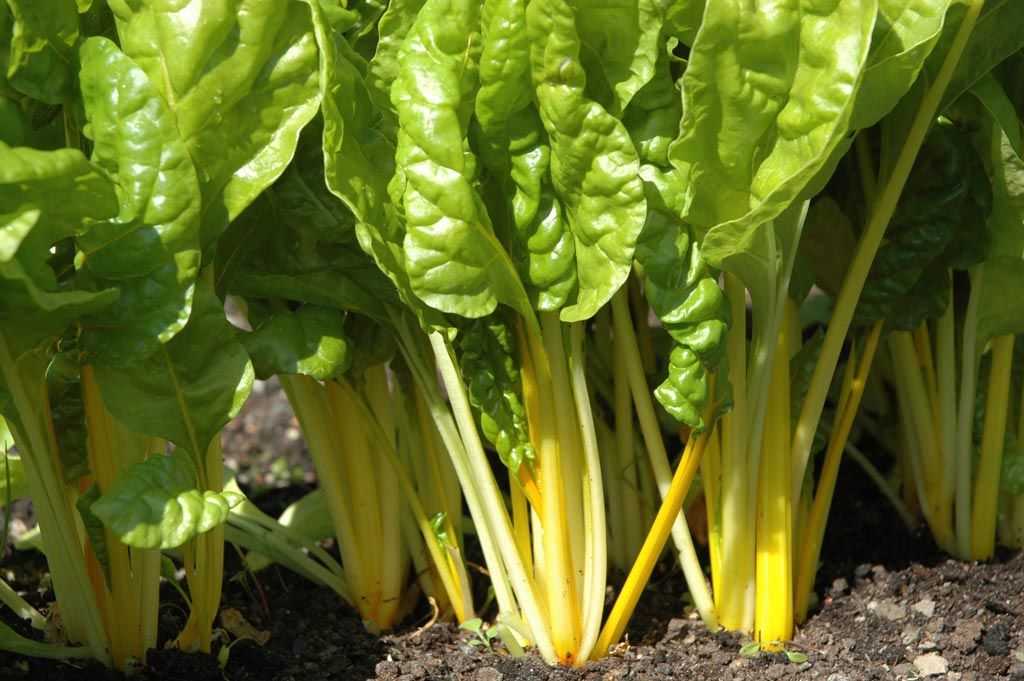 Mangold &amp;#39;Bright Yellow&amp;#39; | Grönsaker | Beta vulgaris &amp;#39;Bright Yellow&amp;#39;