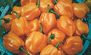 Havannapeppar 'Habanero Orange'
