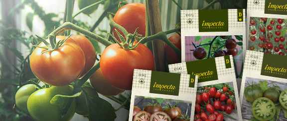 Fröer till nya tomater