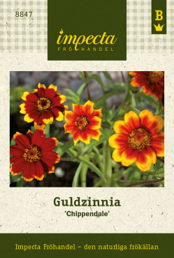 Galen i zinnia