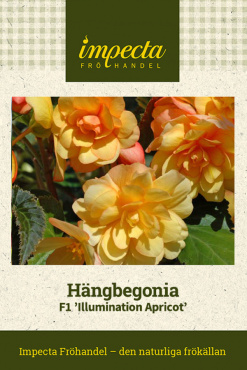 Blomsterfest i aprikos