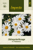 Evig sommar