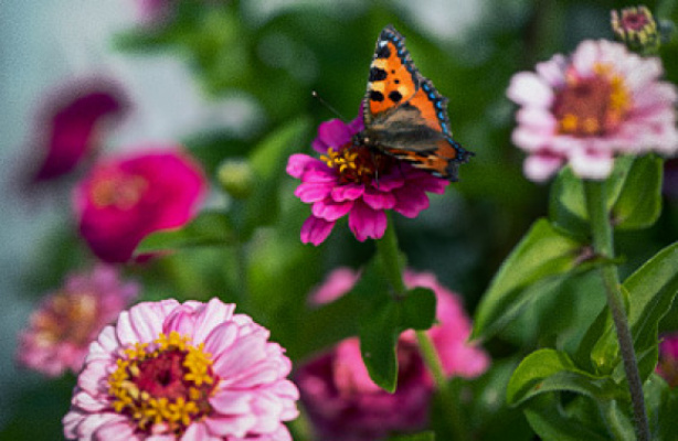 7 lättodlade sommarblommor