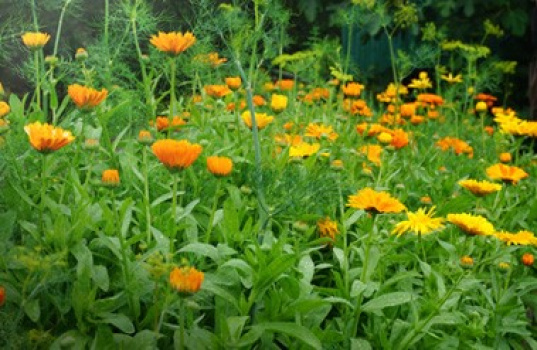 Odla grönsaker och blommor