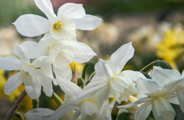 Odla vårblommande narcisser
