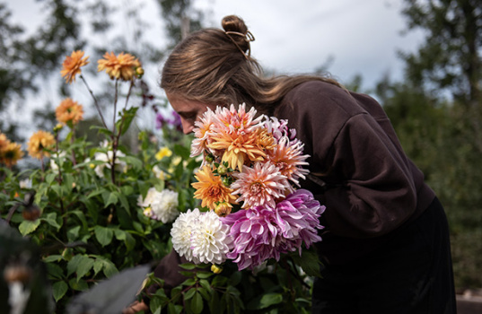 Odla dahlia i rabatt och kruka