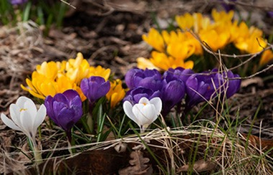 Plantera krokus för insekter