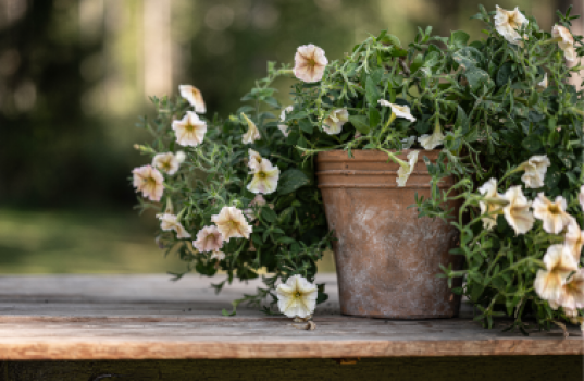 När ska jag så petunia?