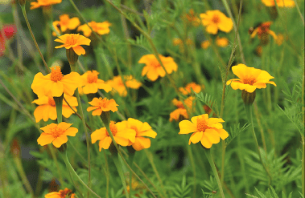 Tagetes för bra jord