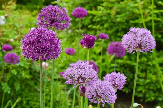 Allium - blommande bollar