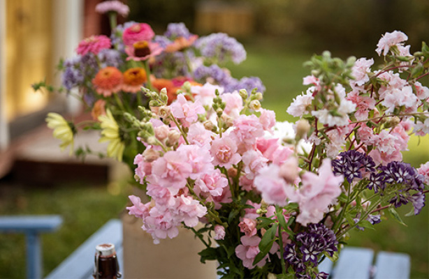 Odla snittblommor – välj rätt sorter till dina buketter