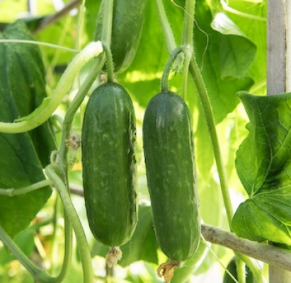 Odla gurka – 10 frågor och svar