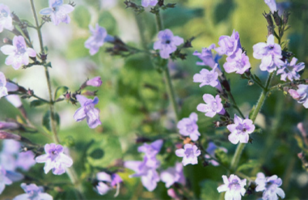 Perenner för blomning första sommaren