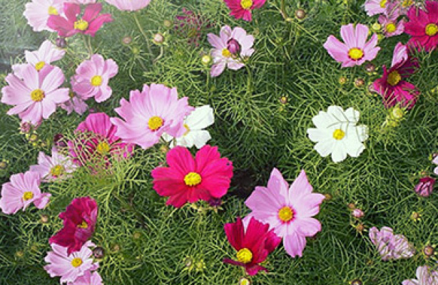 Få sommarblommor att blomma