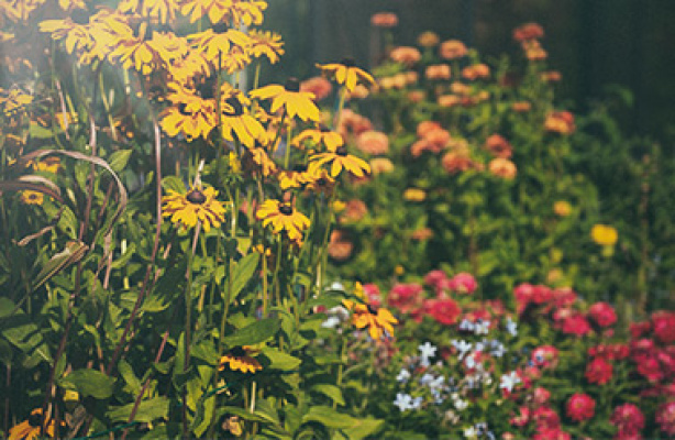 Blommornas färg och form − planera din blomsterrabatt