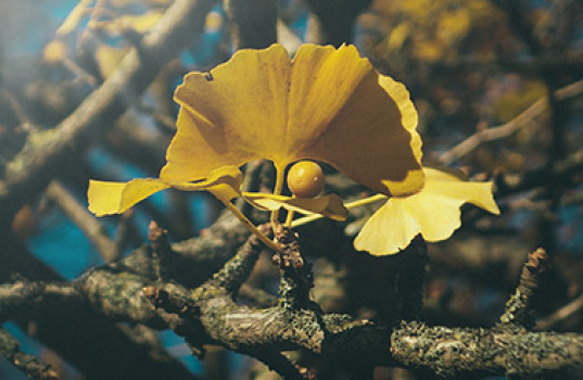 Ginkgo - ett historiskt träd