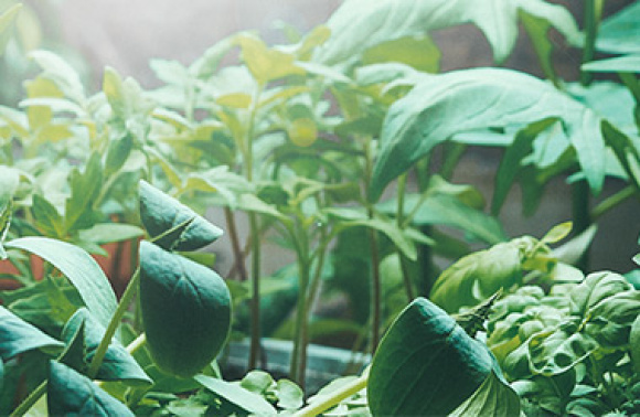 Fem tips för odling inomhus